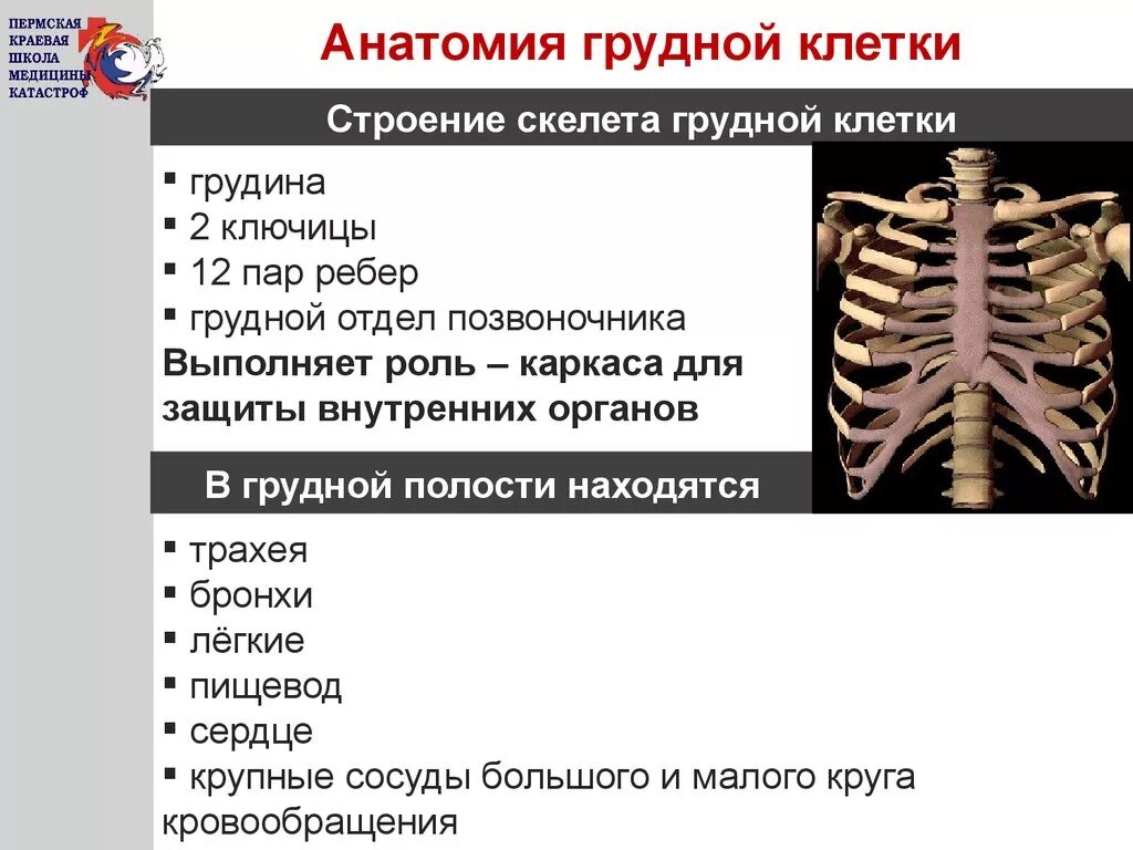 Строение грудного отдела скелета человека. Грудной отдел позвоночника с ребрами Грудина. Строение грудного отдела (ребра, грудные позвонки, Грудина).. Ребра и Грудина анатомия строение.