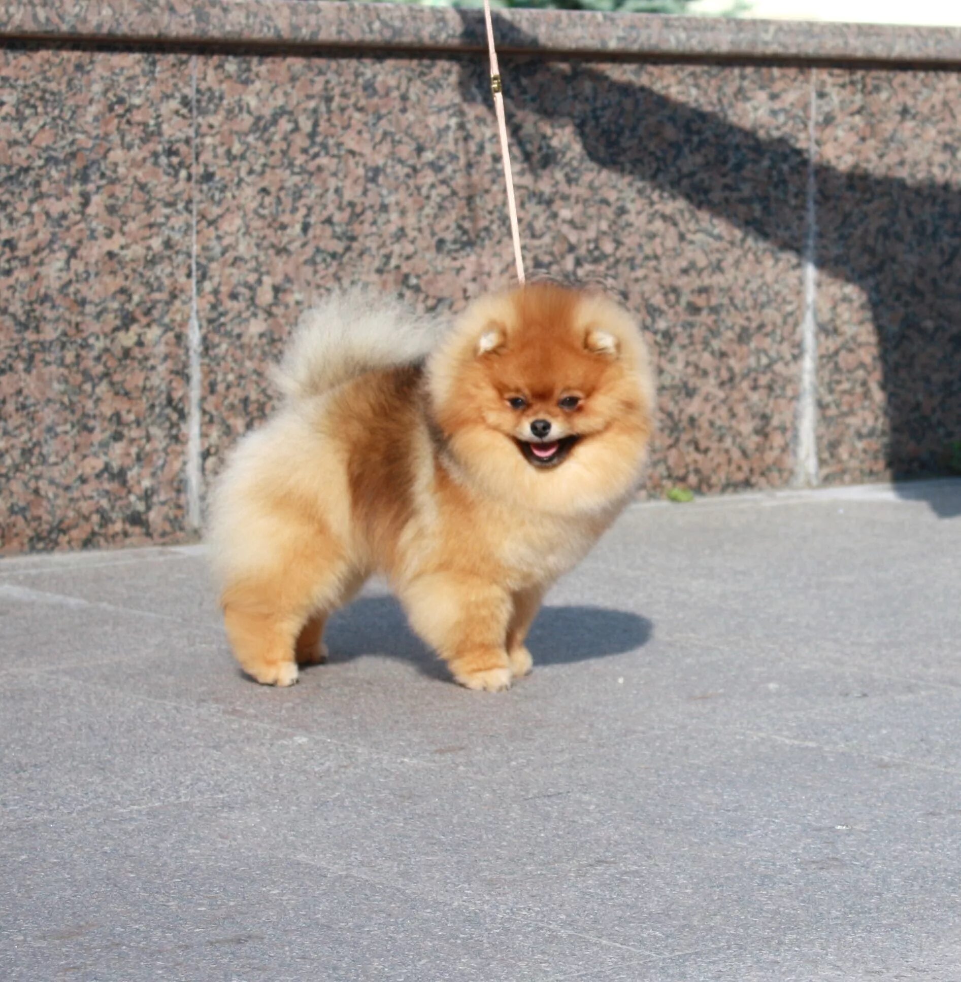 собачек шпиц в приютах. приют померанских шпицев. шпиц в приюте. питомник шпицев в екатеринбурге книжный переулок. щенок шпица из приюта.