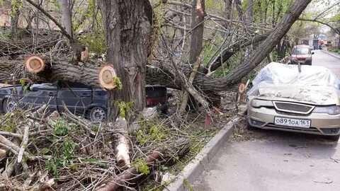 Разбилось дерево