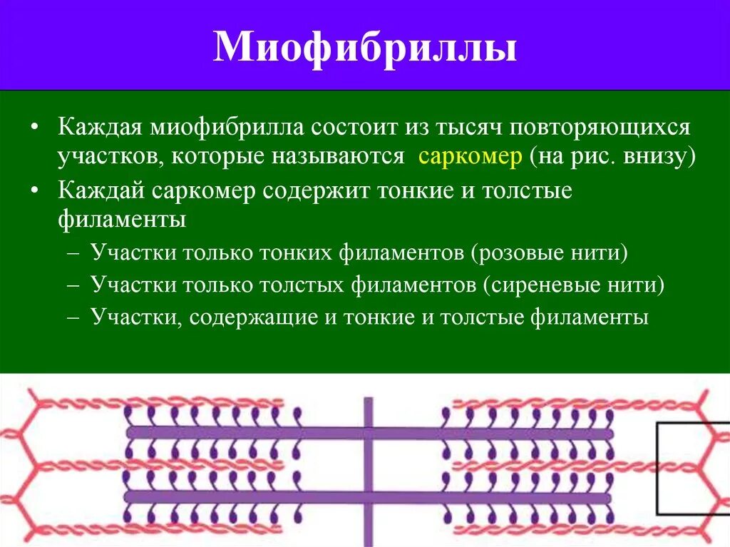 Миофибриллы состоят из