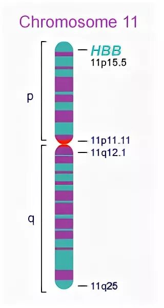 11 Хромосома. Дицентрические хромосомы. 11p15.5 хромосома. 11 Хромосома человека.