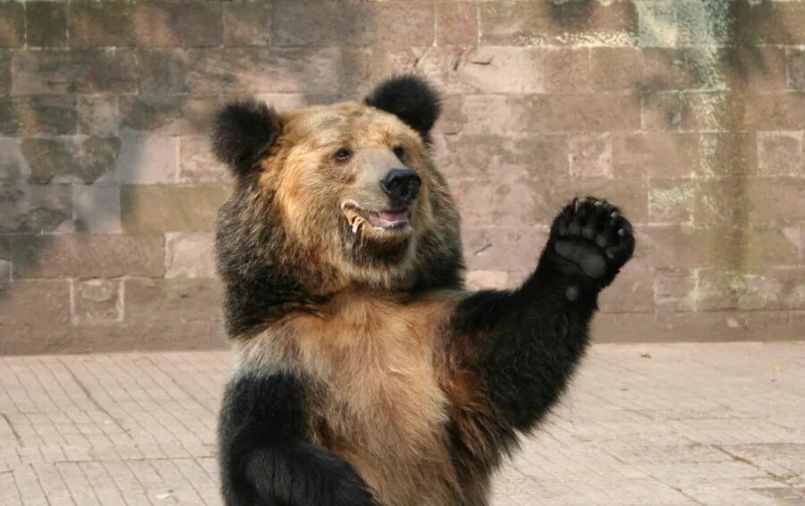 Video full bear full. Бурый медведь в сравнении с человеком. Video full bear full. Медведь танцует. Video full bear full.