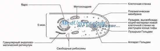 Строение мукора под микроскопом Mucoromycotina Wikipedia