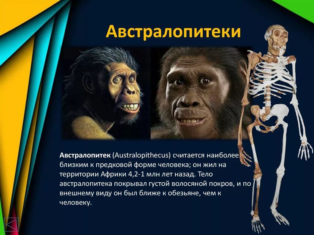Австралопитек одежда. Австралопитек. образ жизни человека австралопитека. грацильные австралопитеки.