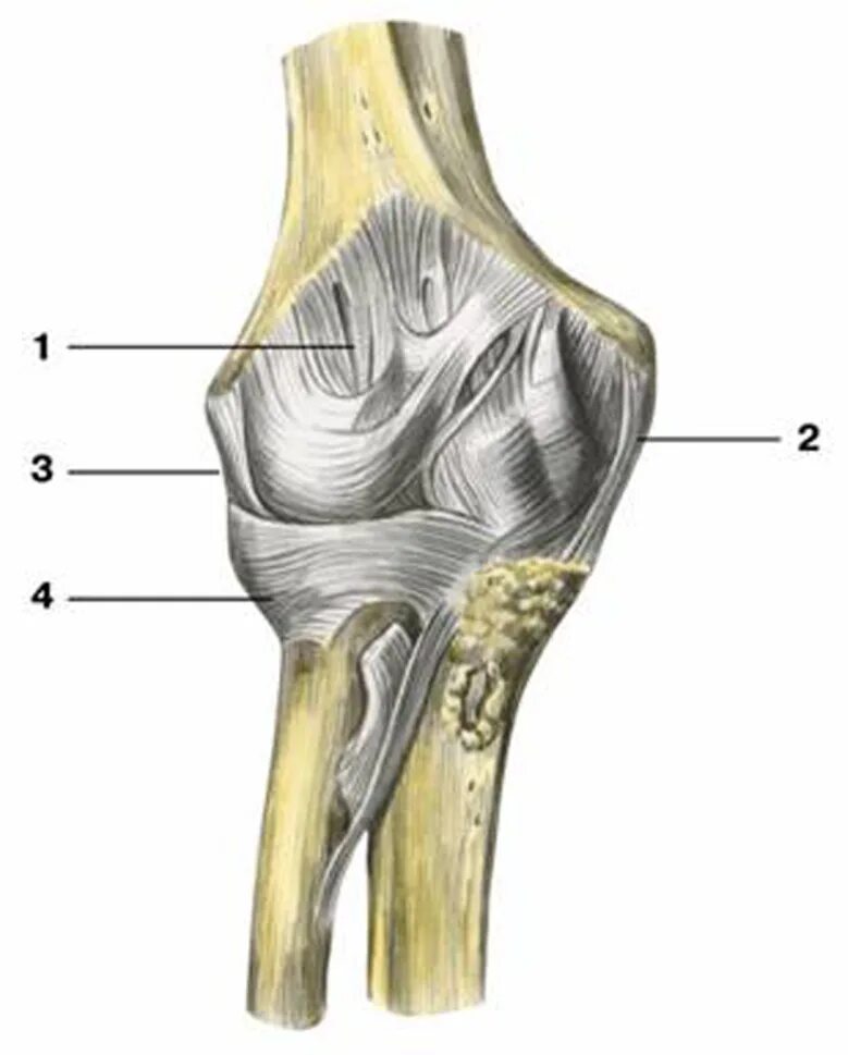 Локтевого мыщелка. Проксимальный лучелоктевой сустав анатомия. Анатомия локтевого сустава Синельников. Связки локтевого сустава анатомия. Дистальный и проксимальный лучелоктевой сустав.