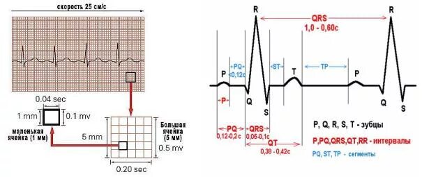 Нормы зубцов и интервалов ЭКГ. Нормальная Продолжительность зубцов и интервалов на ЭКГ. Продолжительность зубцов интервалов и сегментов нормы ЭКГ. Норма длительности зубцов ЭКГ. Мв на экг