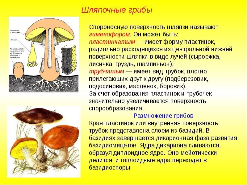 Трубчатое и пластинчатое плодовое тело. Грибы общая характеристика шляпочных грибов 5. Шляпочные грибы строение трубчатые. Доклад про грибы Шляпочные грибы. Общая характеристика шляпочных грибов 5 класс кратко.
