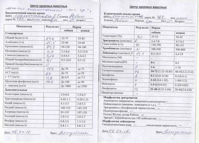 Общий и биохимический анализ в чем разница. Клинический анализ крови и биохимический анализ. Клинический анализ крови биохимия крови бланки. Расшифровка анализа крови биохимический ОАК. Биохимический анализ крови норма бланк.