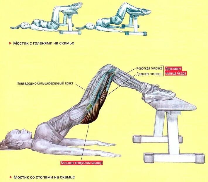 Изолирующие упражнения на ягодицы. Ягодичный мостик задействованные мышцы. Ягодичный мостик анатомия упражнений. Ягодичный мост варианты выполнения. Ягодичный мост техника мышцы.