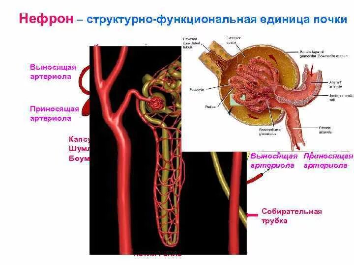 Выносящая артериола почки. Нефрон структурно-функциональная единица почки. Выносящая артериола нефрона. Строение нефрона млекопитающих. Собирательная трубочка нефрона.