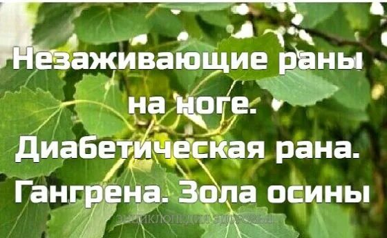 Фитотерапевт плесовских осина. Зола осины. Незаживающие раны на ноге. Диабетическая рана. Гангрена. Зола осины. Диабет зола осины.