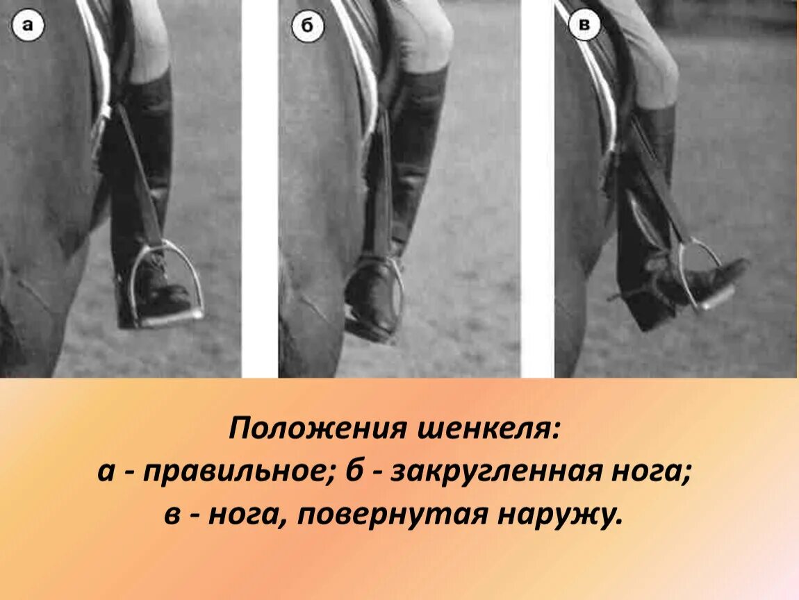 Спуститься с лошади. Положение ноги всадника шенкель. правильная посадка на лошади. правильная посадка на коне. правильное положение ноги в стремени.