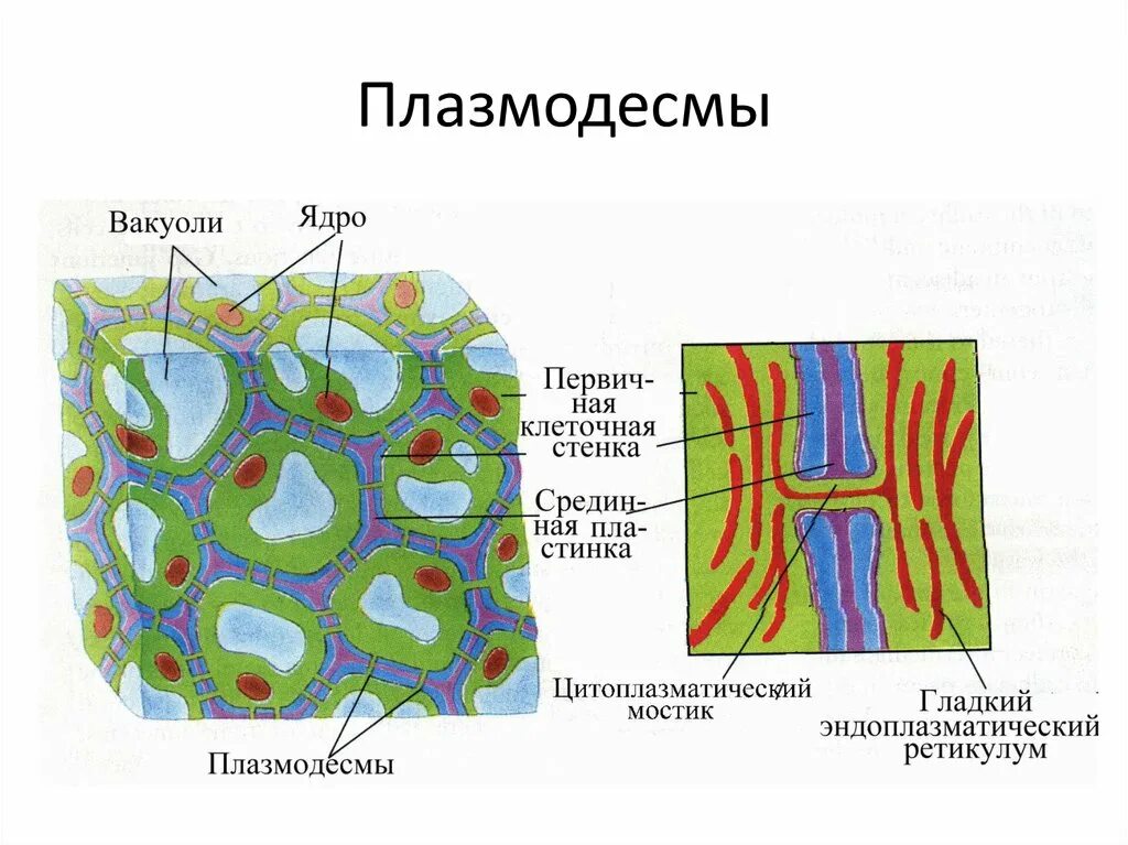 Соединения растительных клеток. Плазмодесмы растительной клетки схема. Строение плазмодесмы растительной клетки. Плазмодесмы строение и функции. Плазмодесмы у растений строение.