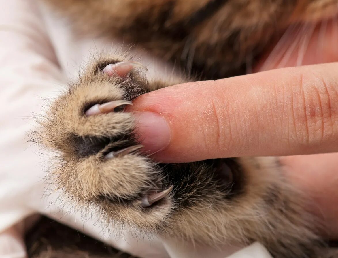Мягкие лапки для кошек