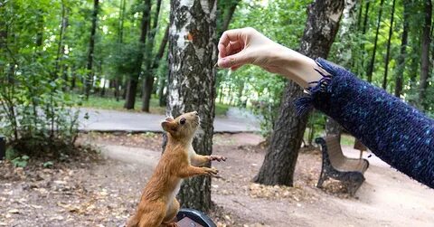 Беличий парк сыктывкар