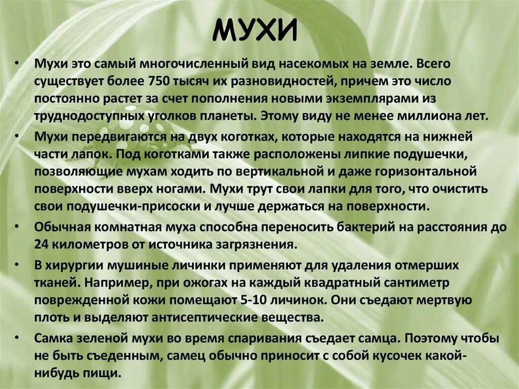 Почему мухи жужжат. Как мухи трут.