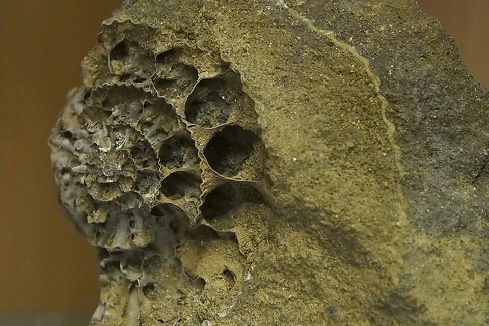 Палеонтологические раскопки. Палеонтологические находки грибы. Палеонтологические находки на берегу Волги.