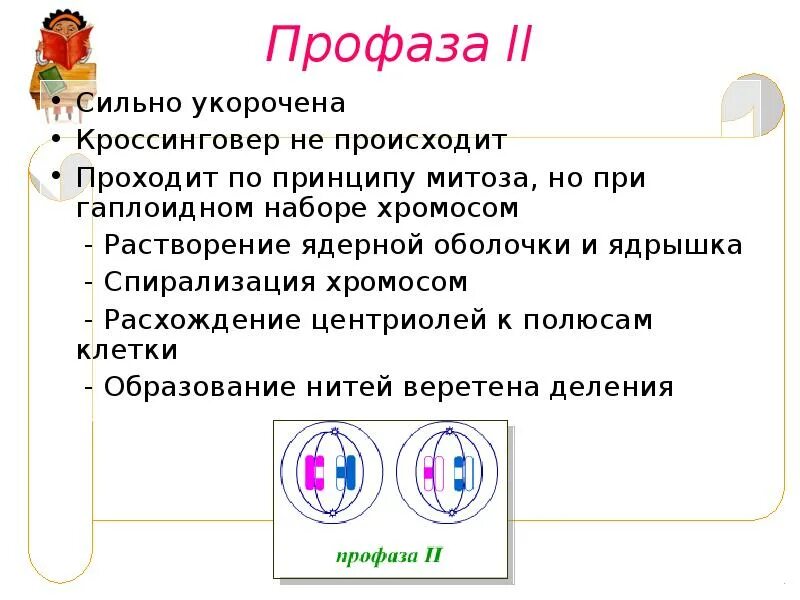 В профазе мейоза 1 происходят процессы. Кроссинговер в профазе. Профаза 2. Профаза мейоза 2. Кроссинговер стадия профазы.