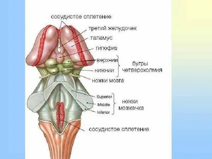 Отделы ствола мозга