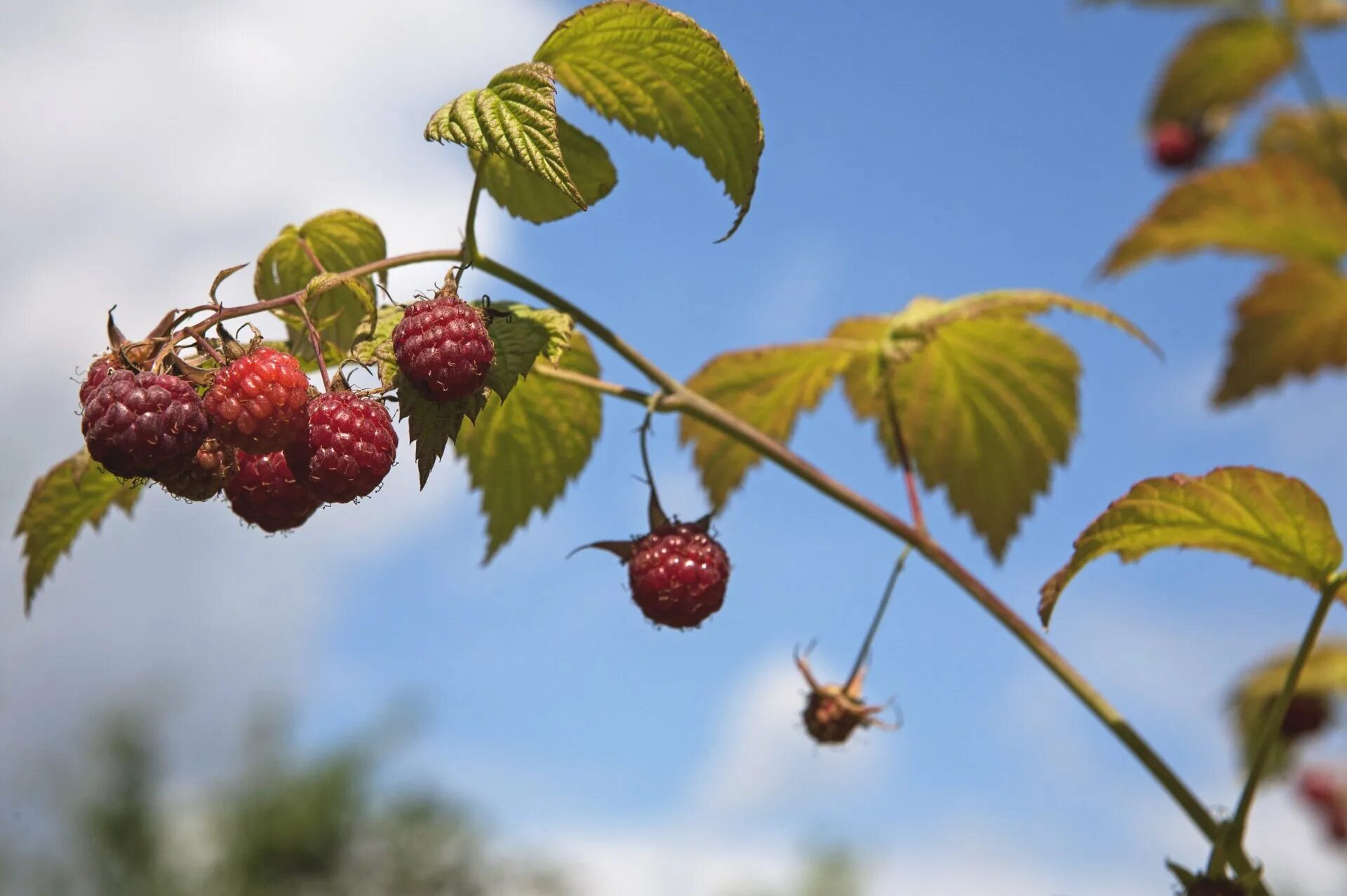 Бурая малина. Бурая малина. Рубус леокодермис малина. Ягода малина песня. Juicy raspberry.
