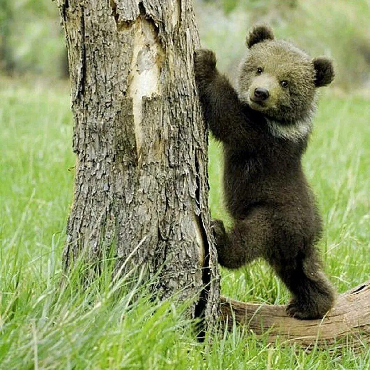Медвежонок. Маленький Медвежонок. Красивый медведь. Смешной Медвежонок. Картинка маленького мишки