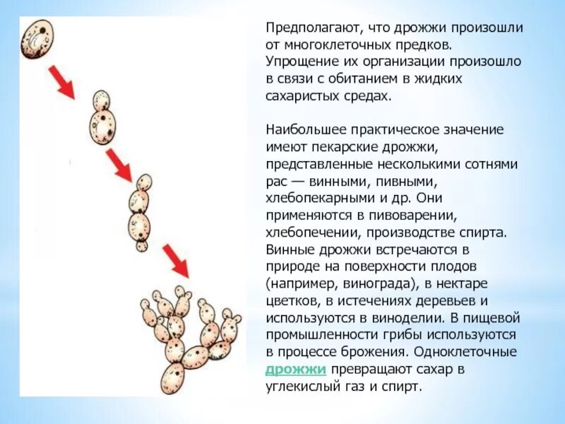 На рисунке представлены дрожжи какое свойство живых. Дрожжи грибы среда обитания. одноклеточные грибы дрожжи среда обитания. среда обитания одноклеточных грибов дрожжей. роль дрожжевых грибов.
