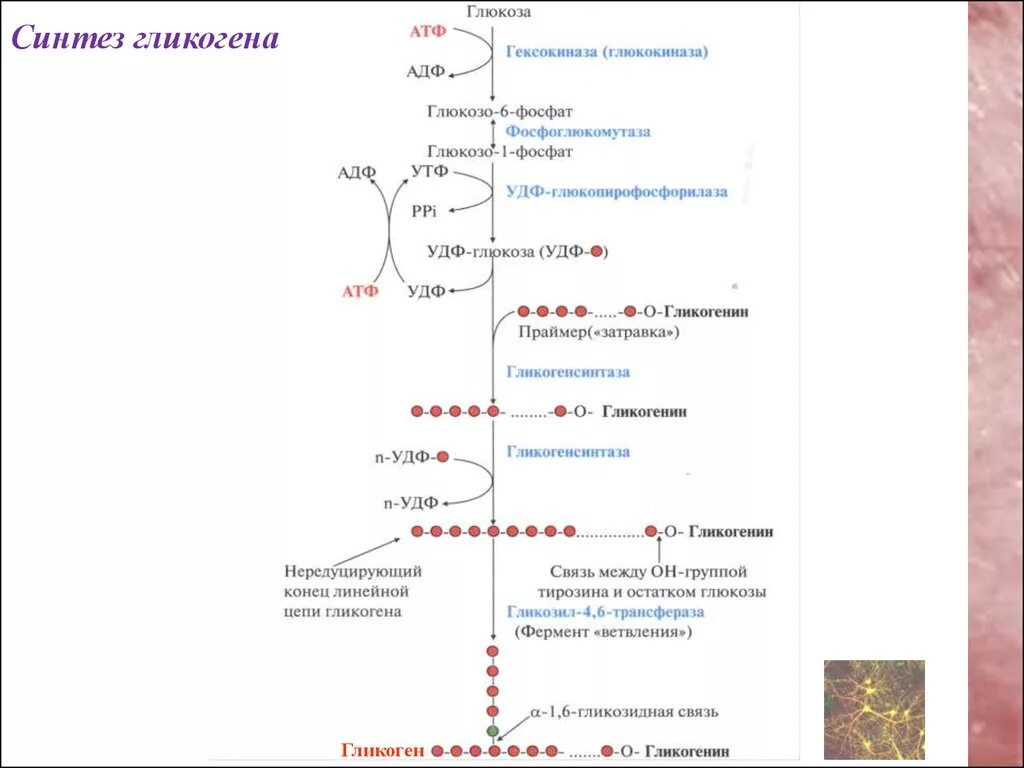 Фермент синтеза гликогена. Синтез гликогена из Глюкозы в печени. Синтез гликогена из Глюкозы (гликогеногенез). Синтез гликогена в печени схема. Гликогенолиз биохимия схема.