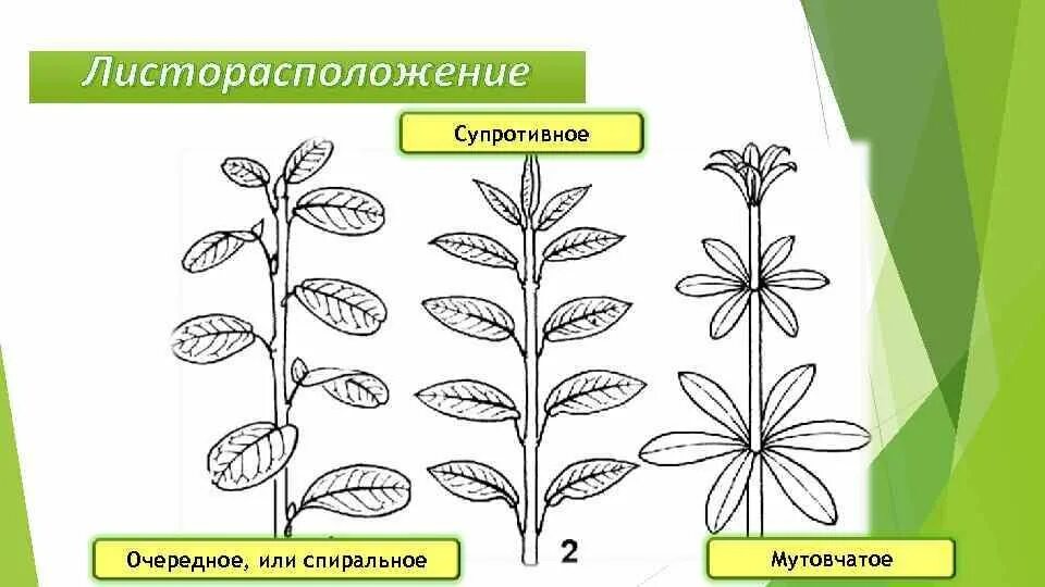 Определите тип листорасположения. Очередное супротивное мутовчатое листорасположение. мутовчатый тип листорасположения. мутовчатое листорасположение. расположение листьев очередное супротивное мутовчатое.