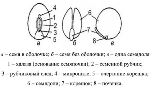 В состав зародыша семени фасоли входит