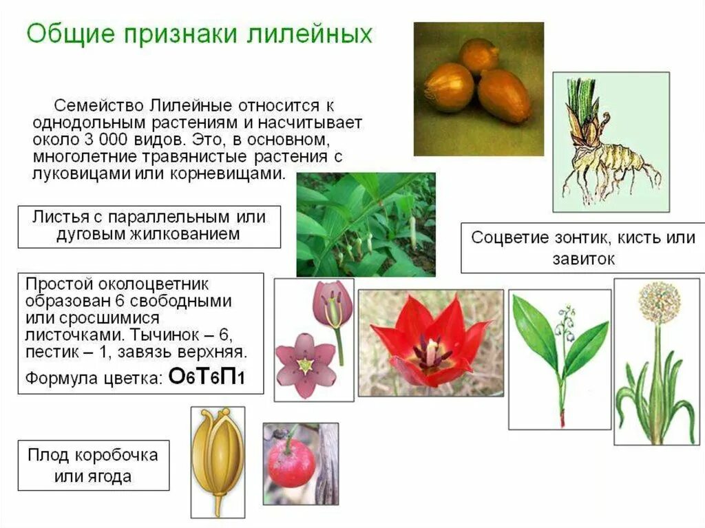 Биология 6 класс семейство Лилейные представители. Однодольные растения семейства Лилейные. Представители однодольных лилейных растений. Класс Однодольные растения семейство Лилейные. Алоэ однодольное или двудольное