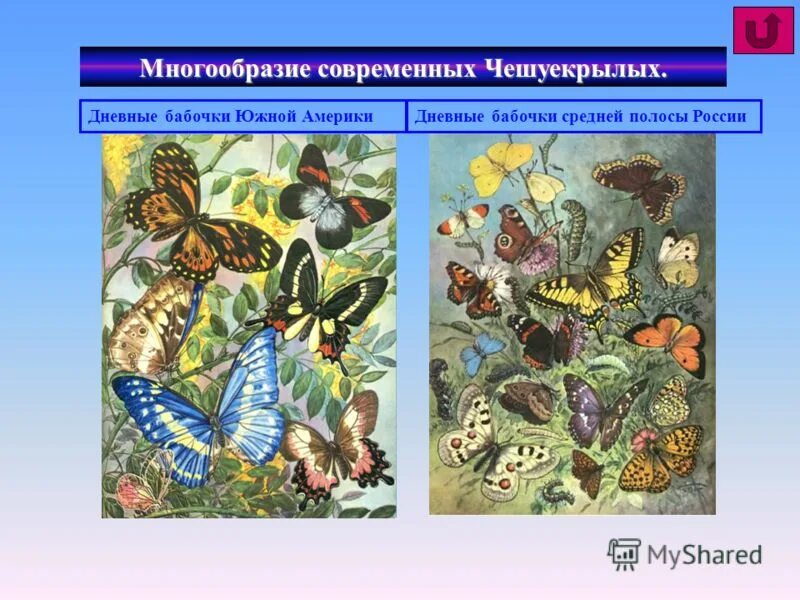 Отряд чешуекрылые представители список. Отряд чешуекрылые или бабочки представители. Классификация чешуекрылых. Систематика бабочки. Чешуекрылые насекомые характеристика.