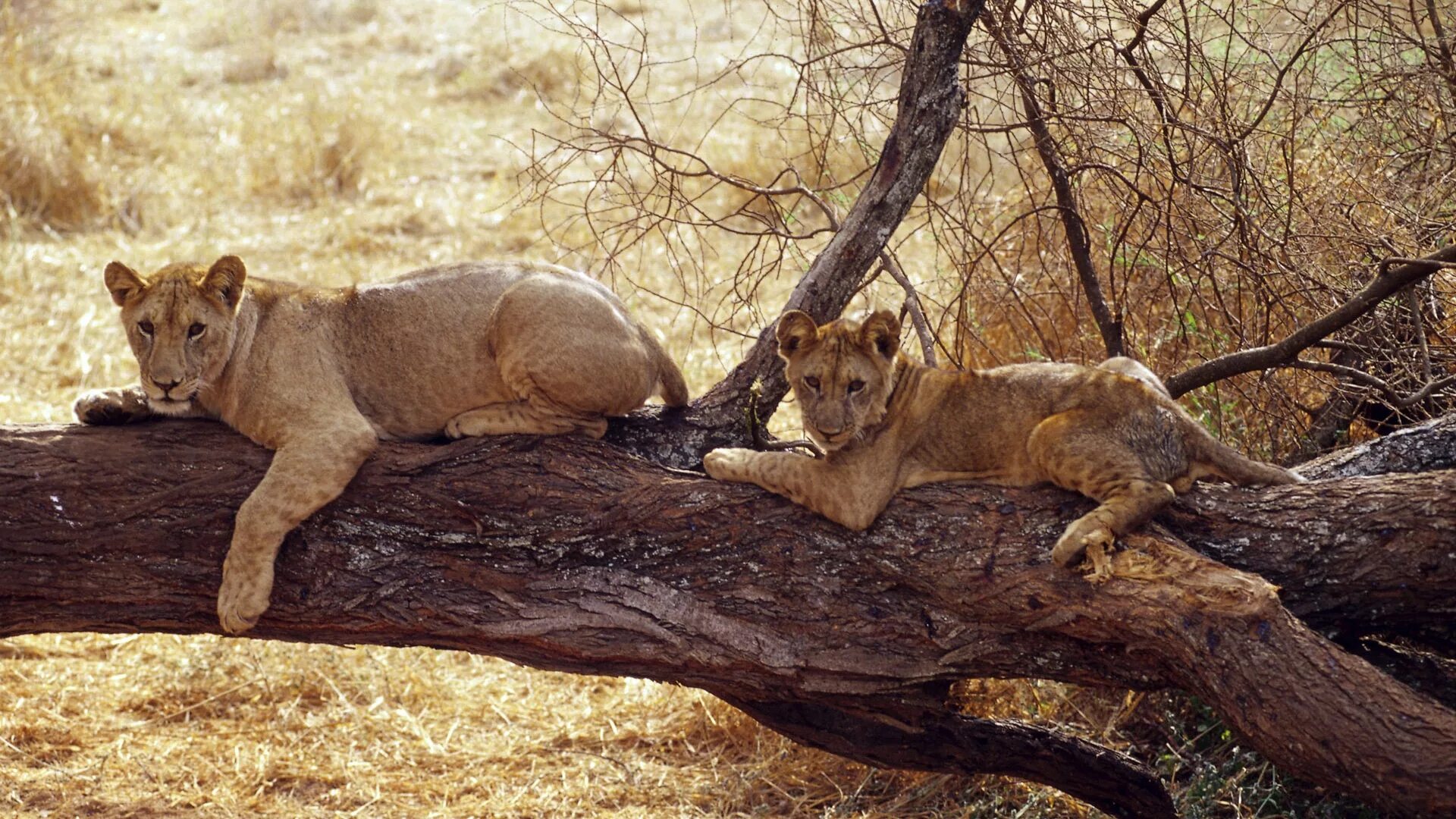 Сумчатый Лев. Сумчатый леопард. Лев львица и Львенок Африка. Африканский Лев.