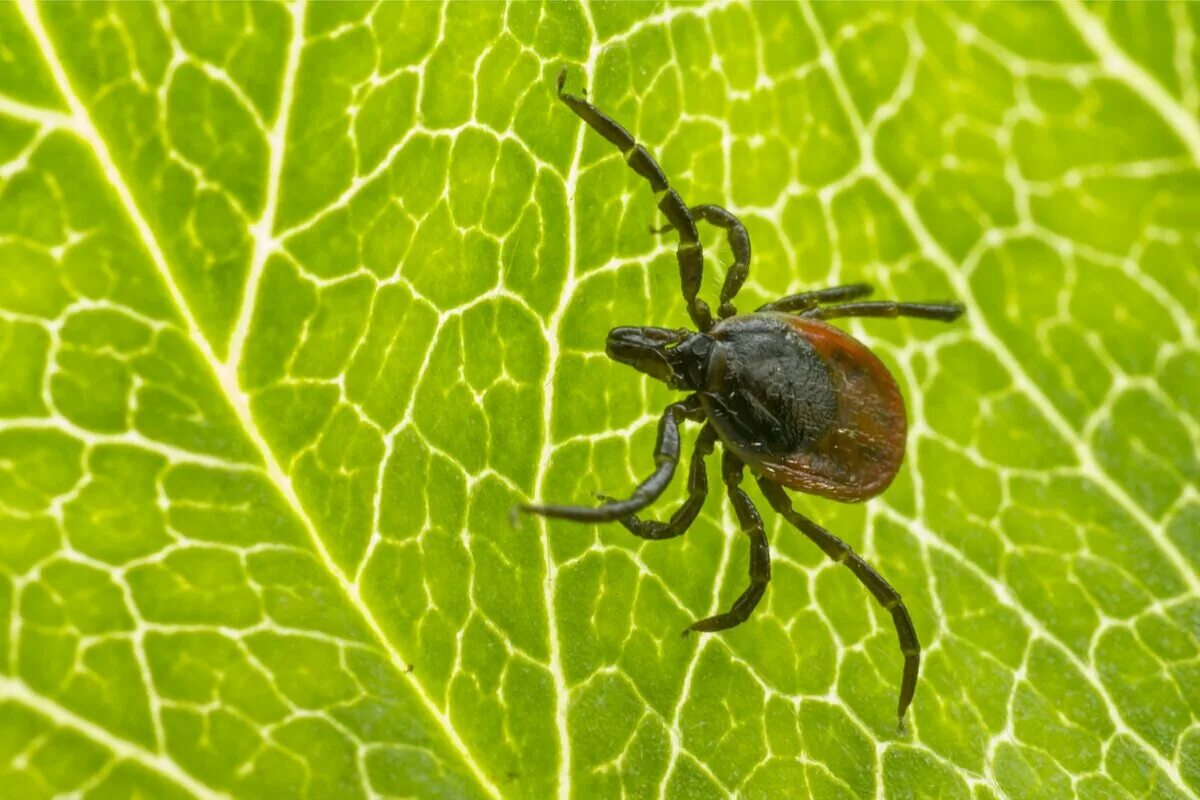 Иксодовые клещи являются переносчиками. Ixodes Ricinus. Иксодовые клещи. Разноцветные клещи.