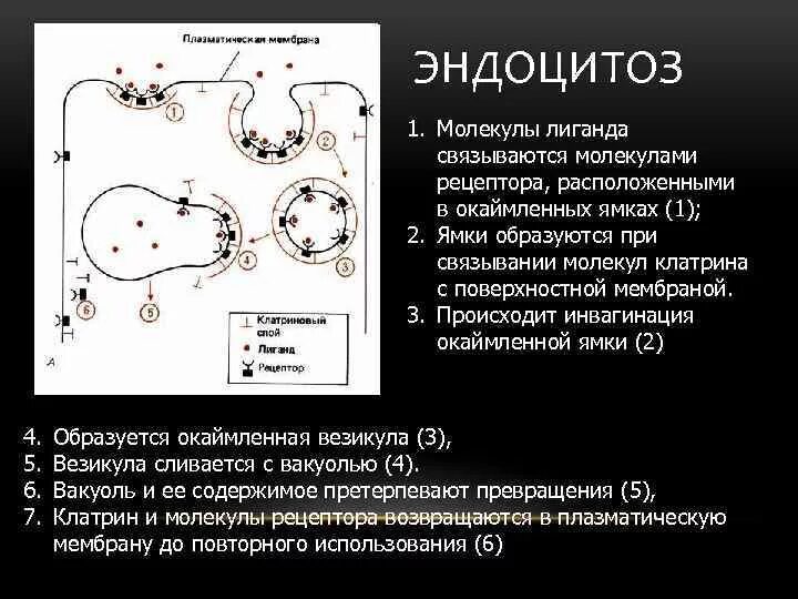 Этапы эндоцитоза. Рецепторно-опосредованный эндоцитоз схема. Этапы Рецептор опосредованного эндоцитоза. Рецептор опосредованный эндоцитоз этапы. Эндоцитоз лиганды.