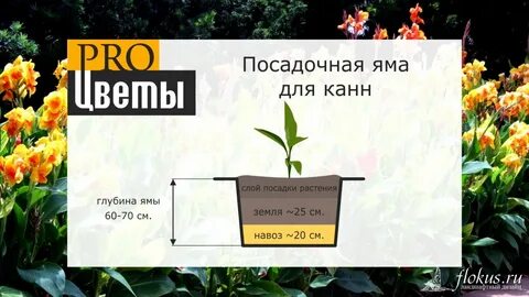 Когда сажать канны в открытый грунт весной