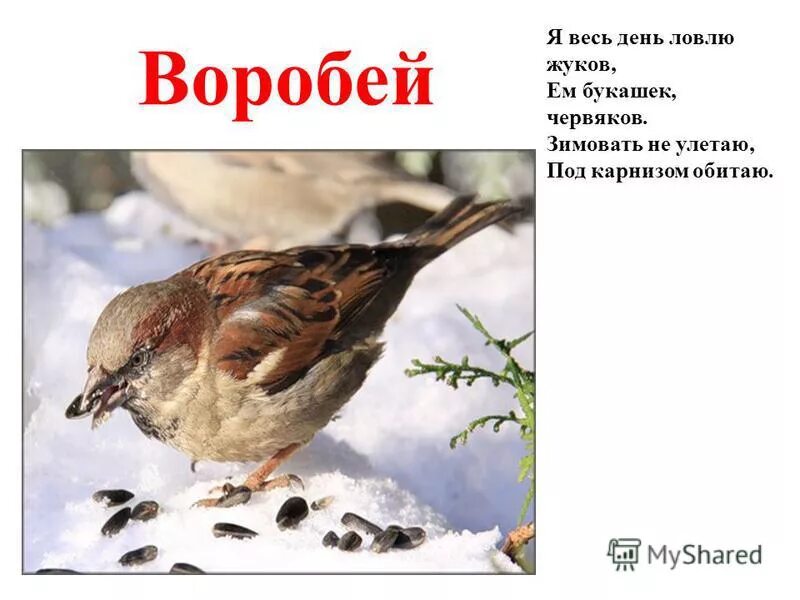 дворовый воробей. и жука и воробья. воробей для детей. воробей с козявкой. воробьинообразные воробьинообразные.