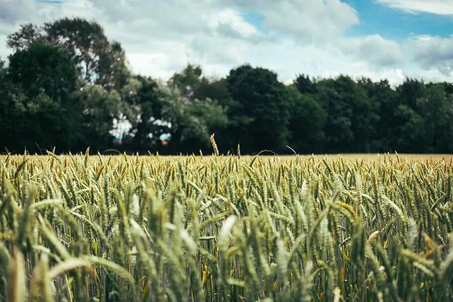 Field like