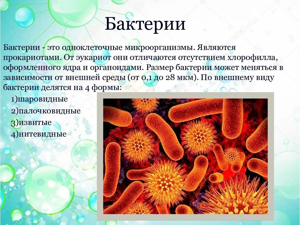 Размер микроба