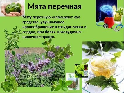 Мята перечная применение