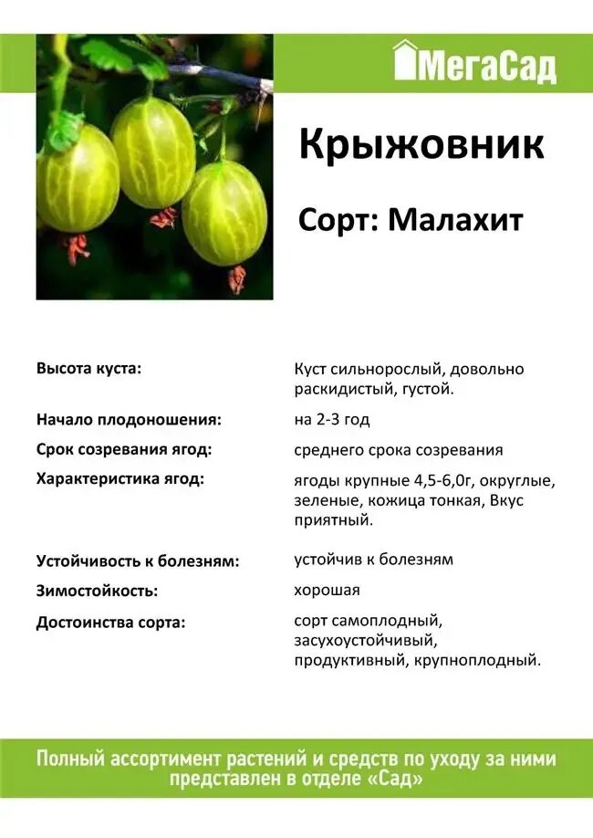 Крыжовник сорт малахит. Крыжовник малахит (с5 штамб 60-80). Крыжовник зеленый малахит. Крыжовник бесшипный малахит. Крыжовник консул описание