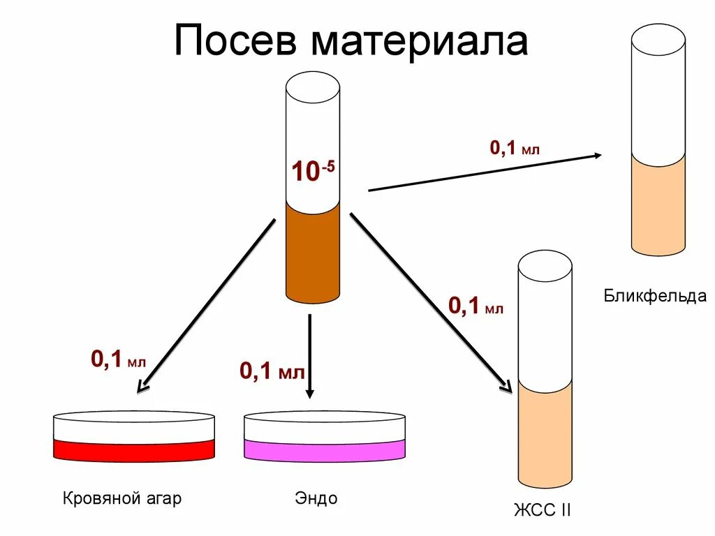 Б посев. Схема посева на дисбактериоз. дисбактериоз методы посева. посев материала. схема исследования на дисбактериоз.