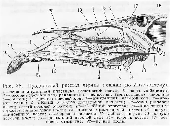 Мозговой череп животного