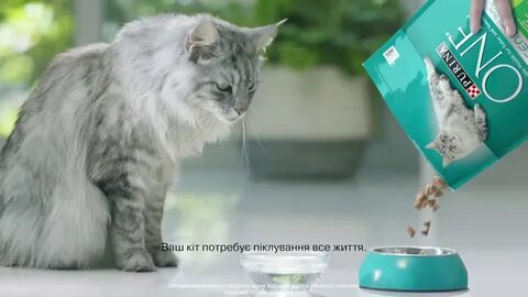 Кошек снимается