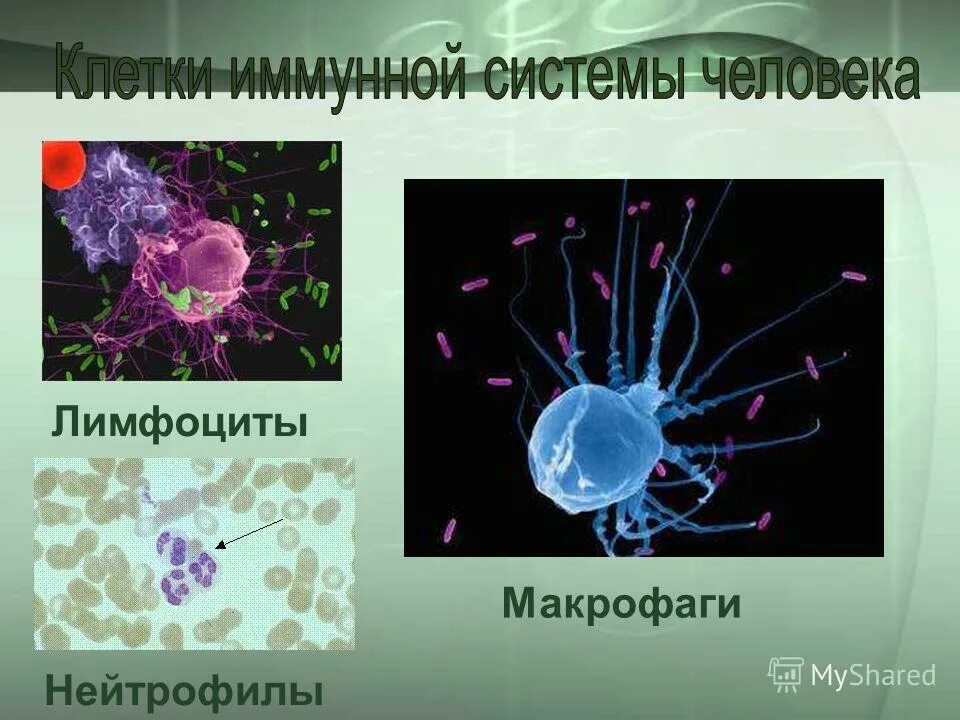 Трансформация в-лимфоцитов в плазматические клетки. Макрофаги т лимфоциты. Основные клетки иммунной системы и гранулоциты. Клетки иммунной системы т и в лимфоциты. Реакции клеточного и гуморального иммунного ответа.