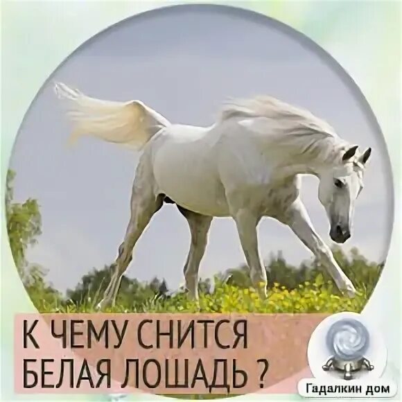 Сонник белая лошадь во сне. Сонник белая лошадь во сне. Белая лошадь во сне. Лошадь во сне. К чему снится белая лошадь женщине.