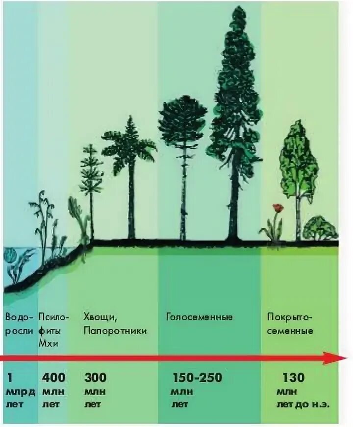 Этапы эволюции высших растений. Этапы развития растительности. Эволюция наземных растений. Запишите цифрами последовательность появления групп растений