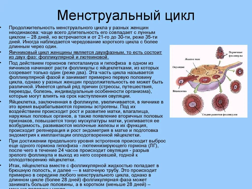 Менструальный цикл. Месячные цикл. Менструальный цикл у женщин. Цикл женской менструационного цикла. Фолликул фаза