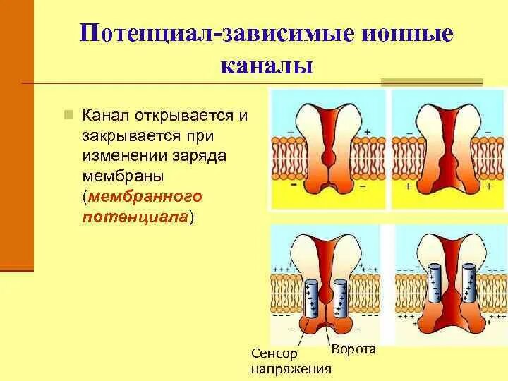 Потенциал зависимые каналы