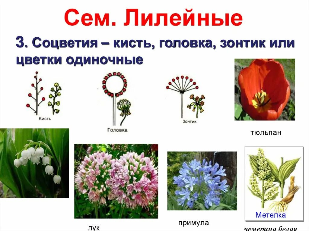 Семейство лилейные соцветие. Соцветие и плод лилейных растений. Лилейный цветок соцветием. Соцветия кисть зонтик или метелка лилейные. Соцветие цветка семейства лилейные.