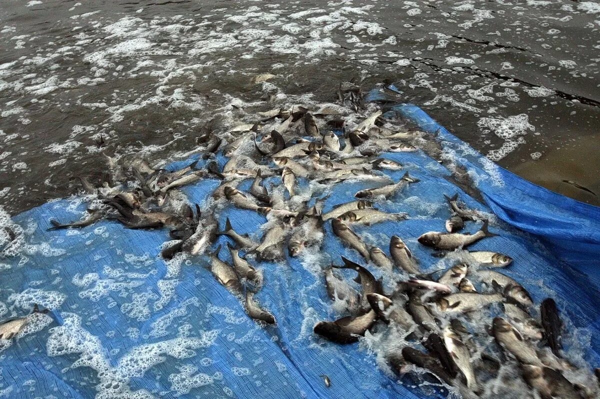 Рыбу ранишь